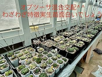 ハオルチア　オブツーサ　出品苗大きさ比較 ハオルチア：オブツーサ 斑入り 3号鉢植え の通販 | 園芸ネット